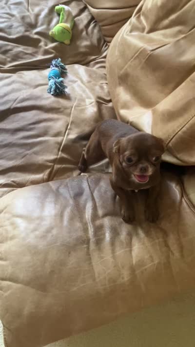 Dobby Applehead Chihuahua, a male Chihuahua for sale in Saint Johns, FL – 8 of 8