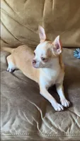 AKC Bloodlines Applehead HONEY, a female Chihuahua for sale in Jacksonville, FL – 2 of 10