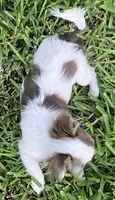 Tiny  Troy, a male Chihuahua for sale in Jacksonville, FL – 8 of 10