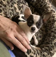 TINY Princess Girl, a female Chihuahua for sale in Jacksonville, FL – Photo 8 of 10