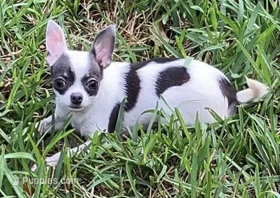 TINY Princess Girl, a female Chihuahua for sale in Jacksonville, FL – Photo 1 of 10
