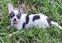 TINY Princess Girl, a female Chihuahua for sale in Jacksonville, FL – Photo 2 of 10
