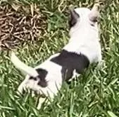 TINY Princess Girl, a female Chihuahua for sale in Jacksonville, FL – Photo 4 of 10