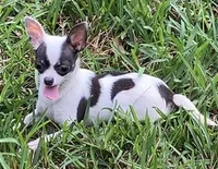 TINY Princess Girl, a female Chihuahua for sale in Jacksonville, FL – Photo 3 of 10