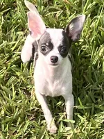 TINY Princess Girl, a female Chihuahua for sale in Jacksonville, FL – Photo 7 of 10