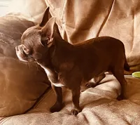 Dobby Applehead Chihuahua, a male Chihuahua for sale in Saint Johns, FL – 4 of 8