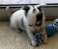 Sushi Girl, a female Chihuahua for sale in Jacksonville, FL – Photo 10 of 10