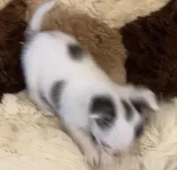 Sushi Girl, a female Chihuahua for sale in Jacksonville, FL – Photo 8 of 10