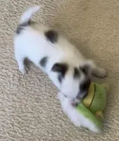 Sushi Girl, a female Chihuahua for sale in Jacksonville, FL – Photo 6 of 10