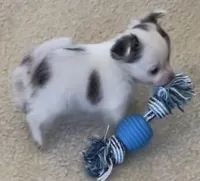 Sushi Girl, a female Chihuahua for sale in Jacksonville, FL – Photo 3 of 10