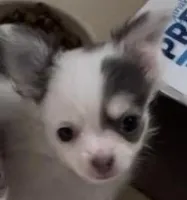 Sushi Girl, a female Chihuahua for sale in Jacksonville, FL – Photo 2 of 10