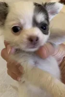 Sushi Girl, a female Chihuahua for sale in Jacksonville, FL – Photo 4 of 10