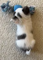 Sushi Girl, a female Chihuahua for sale in Jacksonville, FL – Photo 5 of 10