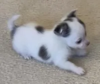 Sushi Girl, a female Chihuahua for sale in Jacksonville, FL – Photo 7 of 10