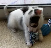 Sushi Girl, a female Chihuahua for sale in Jacksonville, FL – Photo 9 of 10