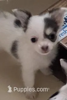 Sushi Girl – Chihuahua puppy for sale in Jacksonville, FL