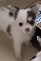 Sushi Girl, a female Chihuahua for sale in Jacksonville, FL – Photo 1 of 10