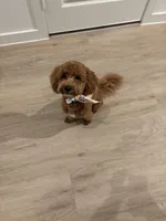 Kashew , a male Poochon for sale in Dallas, TX – Photo 2 of 3