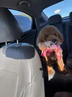 Kashew , a male Poochon for sale in Dallas, TX – Photo 3 of 3