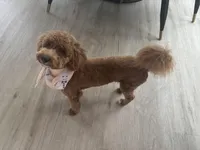 Kashew , a male Poochon for sale in Dallas, TX – Photo 1 of 3