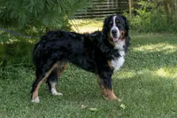 Beau - Proven Stud, a male Bernese Mountain Dog for sale in Eureka, IL – 6 of 8