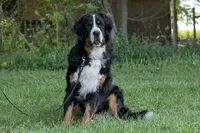 Beau - Proven Stud, a male Bernese Mountain Dog for sale in Eureka, IL – 5 of 8