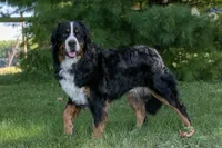 Beau - Proven Stud, a male Bernese Mountain Dog for sale in Eureka, IL – 7 of 8