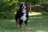 Beau - Proven Stud, a male Bernese Mountain Dog for sale in Eureka, IL – 2 of 8