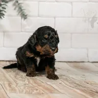 Alpine - Family Raised, a female Bernedoodle for sale in Eureka, IL – Photo 5 of 8