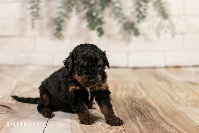 Alpine - Family Raised – Bernedoodle puppy on hold in Eureka, IL