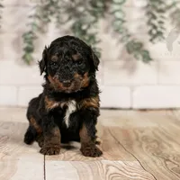 Alpine - Family Raised, a female Bernedoodle for sale in Eureka, IL – Photo 6 of 8