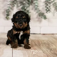 Alpine - Family Raised, a female Bernedoodle for sale in Eureka, IL – Photo 7 of 8