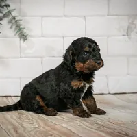 Alpine - Family Raised, a female Bernedoodle for sale in Eureka, IL – Photo 4 of 8