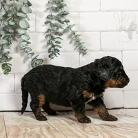 Alpine - Family Raised, a female Bernedoodle for sale in Eureka, IL – Photo 2 of 8