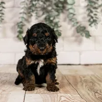 Alpine - Family Raised, a female Bernedoodle for sale in Eureka, IL – Photo 8 of 8