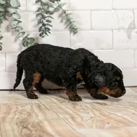 Alpine - Family Raised, a female Bernedoodle for sale in Eureka, IL – Photo 3 of 8