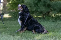 Beau - Proven Stud, a male Bernese Mountain Dog for sale in Eureka, IL – 3 of 8