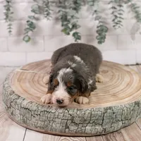 Nordic - Family Raised, a male Bernedoodle for sale in Eureka, IL – Photo 8 of 9