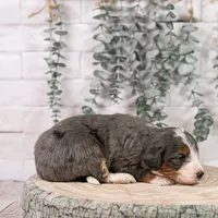 Nordic - Family Raised, a male Bernedoodle for sale in Eureka, IL – Photo 9 of 9