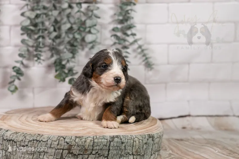 Nordic - Family Raised – Bernedoodle puppy on hold in Eureka, IL