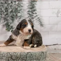 Nordic - Family Raised, a male Bernedoodle for sale in Eureka, IL – Photo 1 of 9