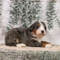 Nordic - Family Raised, a male Bernedoodle for sale in Eureka, IL – Photo 6 of 9