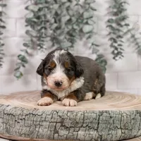 Nordic - Family Raised, a male Bernedoodle for sale in Eureka, IL – Photo 2 of 9