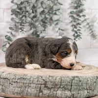 Nordic - Family Raised, a male Bernedoodle for sale in Eureka, IL – Photo 5 of 9