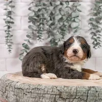 Nordic - Family Raised, a male Bernedoodle for sale in Eureka, IL – Photo 4 of 9