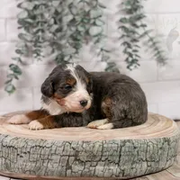 Nordic - Family Raised, a male Bernedoodle for sale in Eureka, IL – Photo 3 of 9