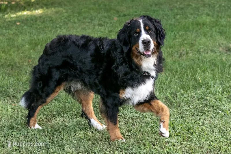 Beau - Proven Stud – Bernese Mountain Dog puppy for sale in Eureka, IL