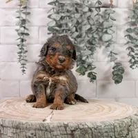 Summit - Family Raised, a female Bernedoodle for sale in Eureka, IL – Photo 3 of 7