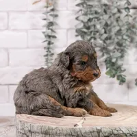 Summit - Family Raised, a female Bernedoodle for sale in Eureka, IL – Photo 4 of 7