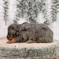 Summit - Family Raised, a female Bernedoodle for sale in Eureka, IL – Photo 6 of 7